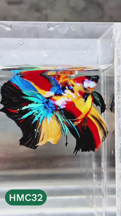 Nemo Halfmoon Male Betta Fish | Order Directly From Farm | You Pick Fish