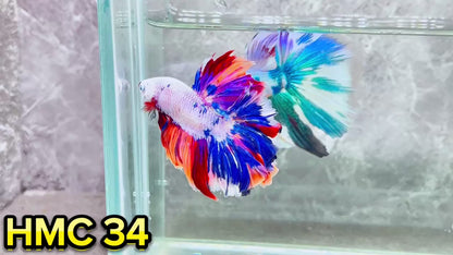 Multicolor Halfmoon Male Betta Fish | High Grade | Order Directly From Farm|  You Pick Fish |