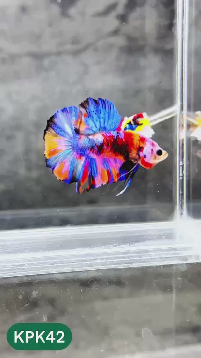 Multicolor Plakat Male Betta Fish |Show Grade|  You Pick Fish