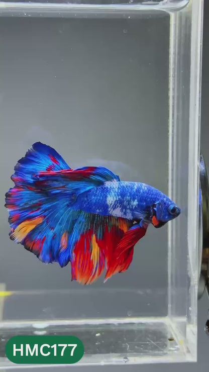 Multicolor Halfmoon Male Betta Fish | Order Directly From Farm | You Pick Fish