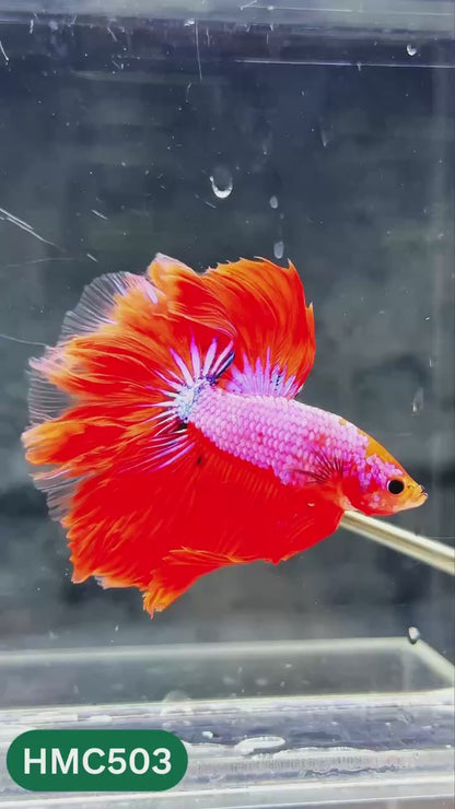 Nemo Halfmoon Male Betta Fish | Order Directly From Farm | You Pick Fish