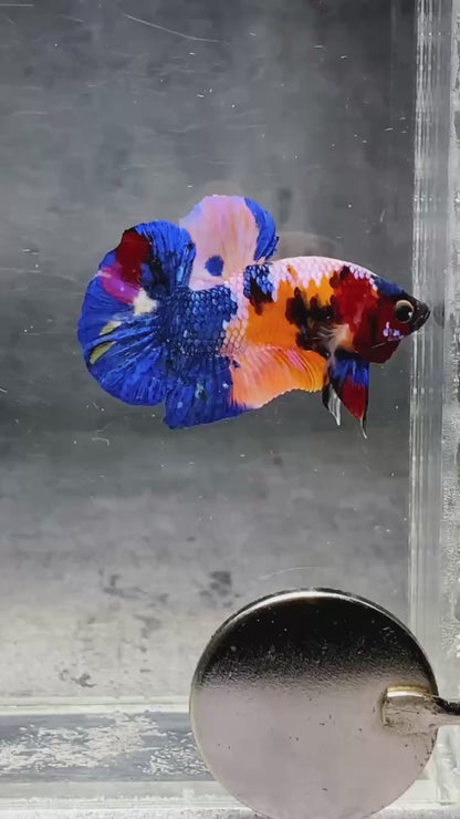 Multicolor Plakat Male Betta Fish |Show Grade|  You Pick Fish