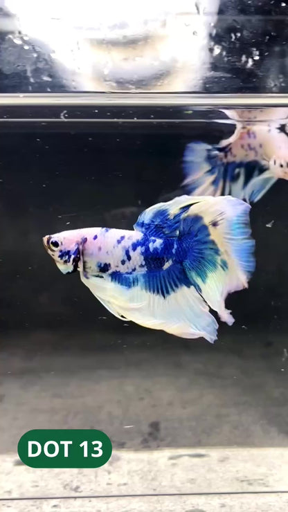 Blue Marble Dot Halfmoon Male Betta Fish | Order Directly From Farm | You Pick Fish