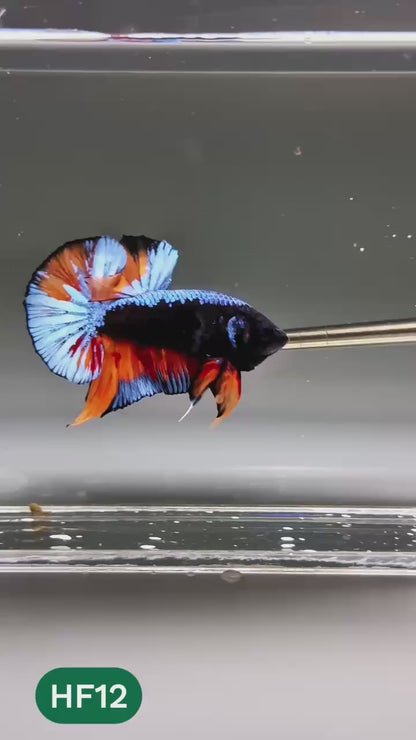Dark Flame Hellfire Plakat Male Betta Fish | You Pick Fish | Exotic Betta