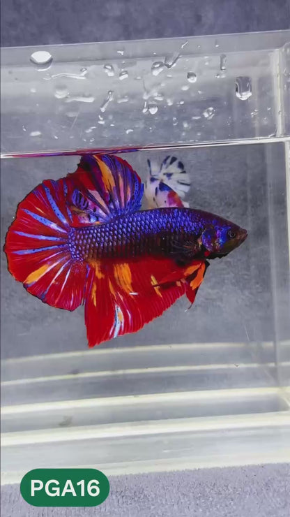 King Giant Plakat Male Betta Fish | You Pick Fish | High Grade