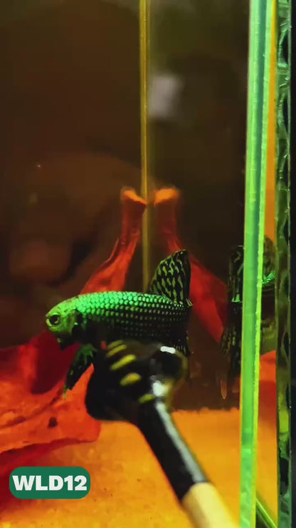 Wild Alien Male Betta Fish | You Pick Fish