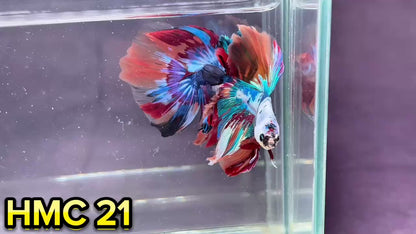 Multicolor Halfmoon Male Betta Fish | High Grade | Order Directly From Farm|  You Pick Fish |