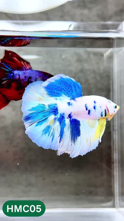 Multicolor Halfmoon Male Betta Fish | High Grade | Order Directly From Farm |  You Pick Fish |