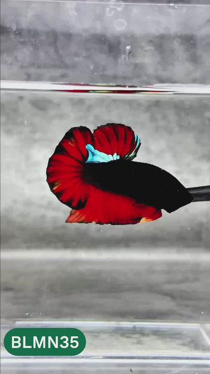 Dark Flame Hellfire Plakat Male Betta Fish | You Pick Fish | Rare Betta