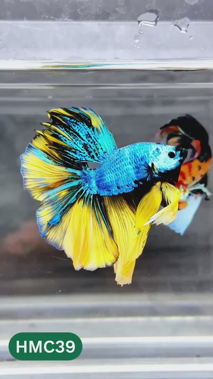 Nemo Halfmoon Male Betta Fish | Order Directly From Farm | You Pick Fish