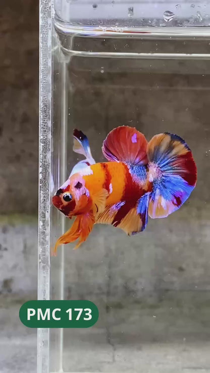 Multicolor Plakat Male Betta Fish |Show Grade|  You Pick Fish
