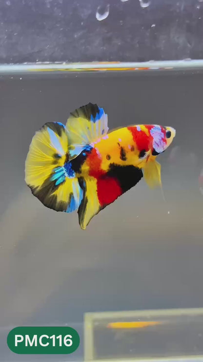 Multicolor Plakat Male Betta Fish |Show Grade|  You Pick Fish