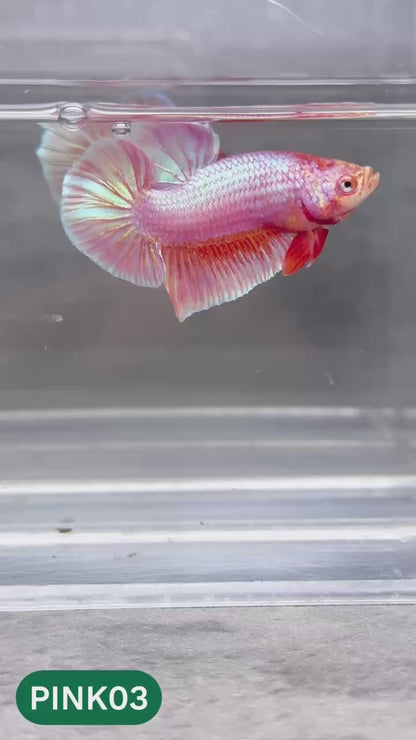 Pink Plakat Male Betta Fish | You Pick Fish | Rare Color