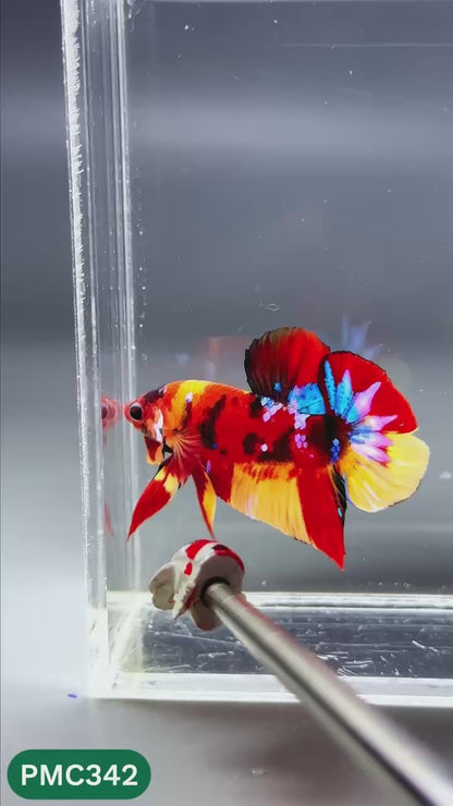 Multicolor Plakat Male Betta Fish | Show Grade |  You Pick Fish