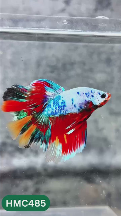 Multicolor Halfmoon Male Betta Fish | High Grade | Order Directly From Farm |  You Pick Fish |