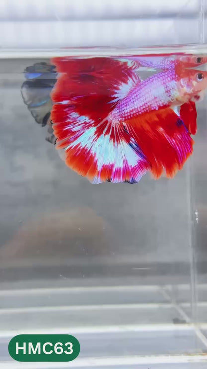 Multicolor Halfmoon Male Betta Fish | Order Directly From Farm | You Pick Fish