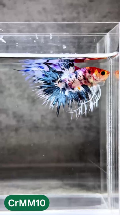 Crowntail Multicolor Male Betta Fish | High Grade | You Pick Fish |