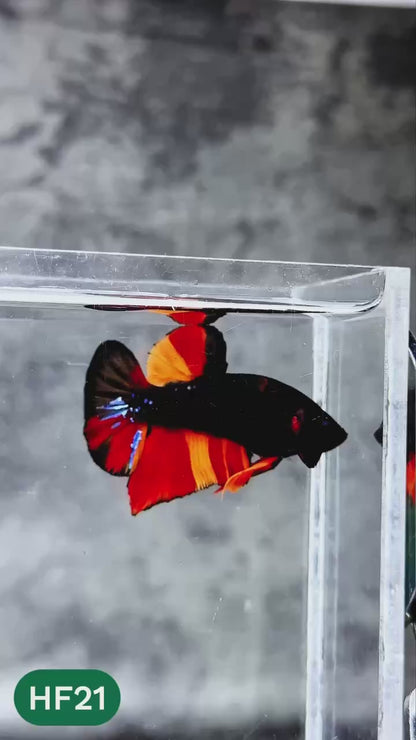 Dark Flame Hellfire Plakat Male Betta Fish | You Pick Fish | Rare Betta