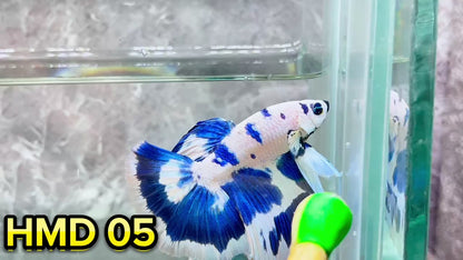 Blue Marble Dot Halfmoon Male Betta Fish | Order Directly From Farm | You Pick Fish