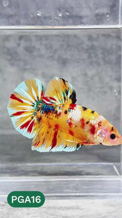 King Giant Plakat Male Betta Fish | You Pick Fish | High Grade