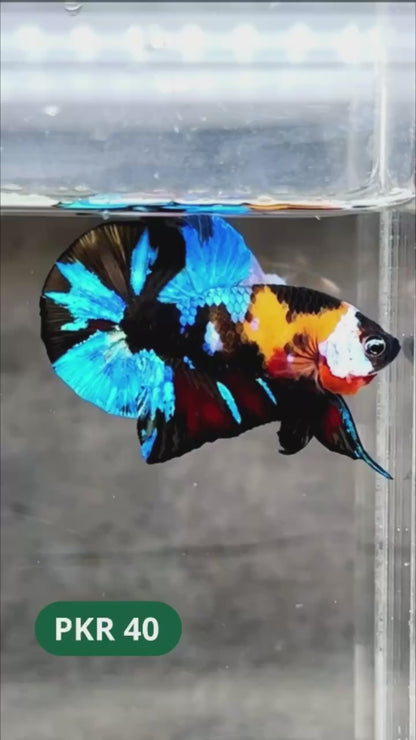 Multicolor Yellow Base Plakat Male Betta Fish | Order Directly From Farm |  You Pick Fish