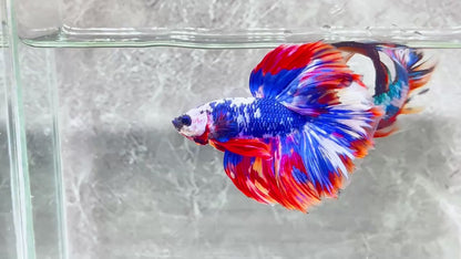 Multicolor Halfmoon Male Betta Fish | High Grade | Order Directly From Farm|  You Pick Fish |