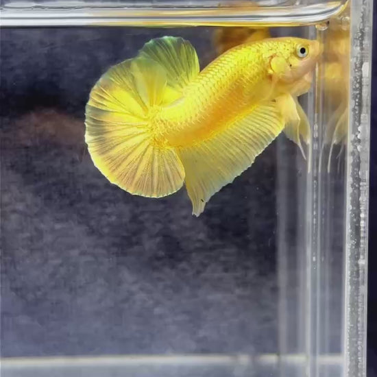 Super Gold Plakat Male Betta Fish