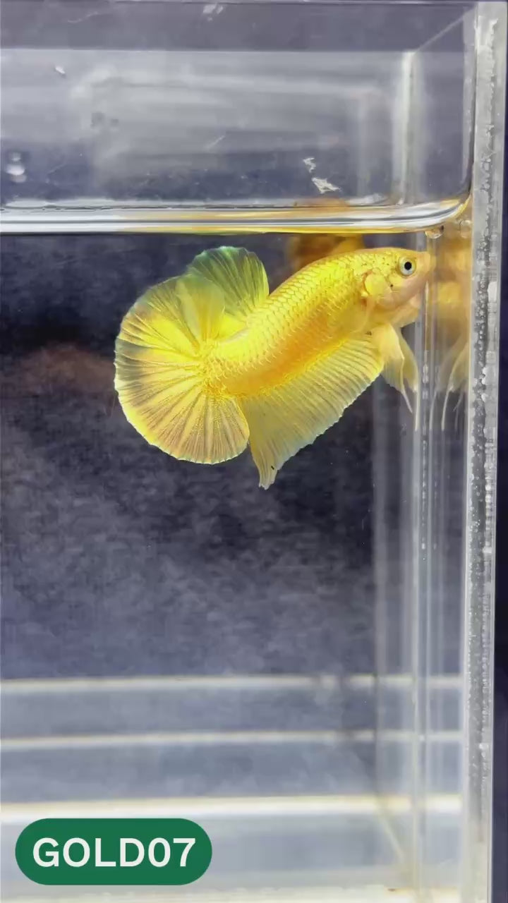 Super Gold Plakat Male Betta Fish