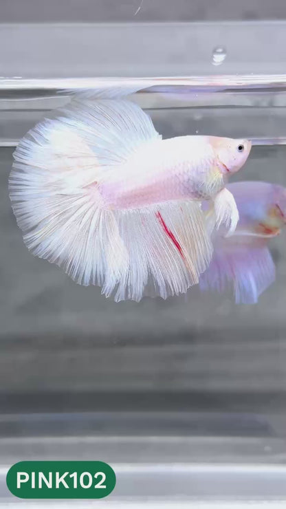 Pink Halfmoon Male Betta Fish | You Pick Fish | Order Directly From Farm