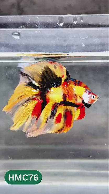 Nemo Halfmoon Male Betta Fish | Order Directly From Farm | You Pick Fish