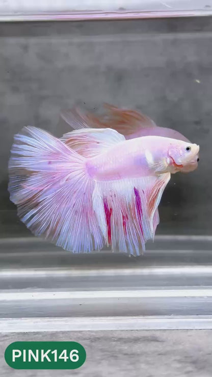 Pink Halfmoon Male Betta Fish | You Pick Fish | Order Directly From Farm