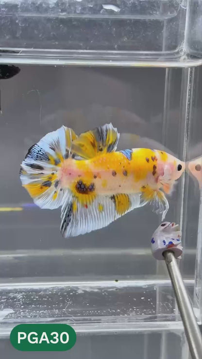 King Giant Plakat Male Betta Fish | You Pick Fish | High Grade