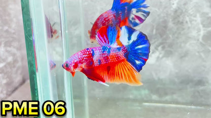 Metallic Plakat Betta Fish | You Pick Betta | Show Grade