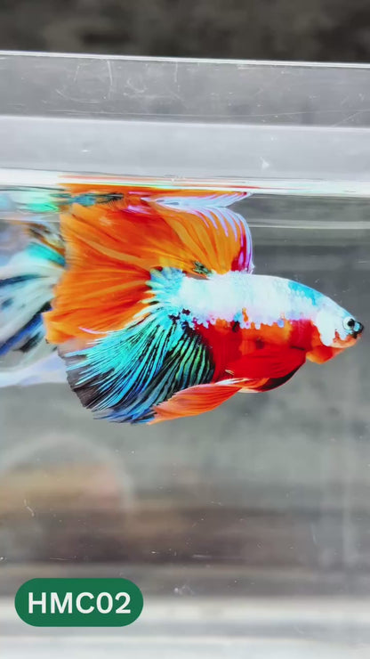 Nemo Halfmoon Male Betta Fish | Order Directly From Farm | You Pick Fish