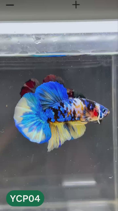 Koi Yellow Plakat Male Betta Fish | Show Grade | You Pick Fish