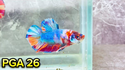 King Giant Plakat Male Betta Fish | You Pick Fish | High Grade