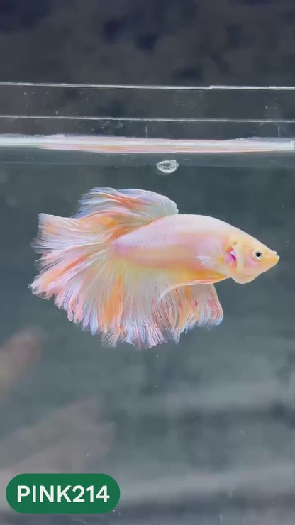 Pink Halfmoon Male Betta Fish | You Pick Fish | Order Directly From Farm
