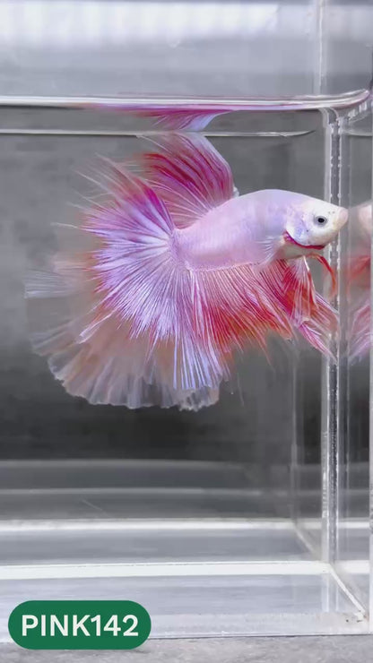 Pink Halfmoon Male Betta Fish | You Pick Fish | Order Directly From Farm