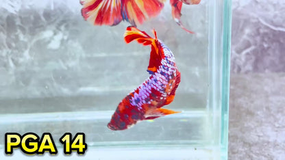 King Giant Plakat Male Betta Fish | You Pick Fish | High Grade