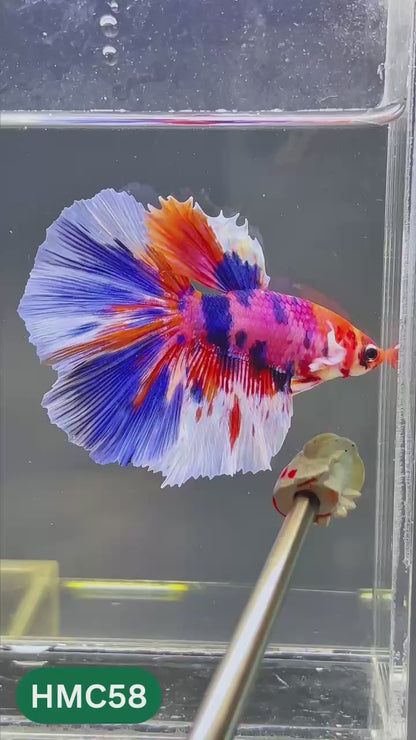 Multicolor Halfmoon Male Betta Fish | High Grade | Order Directly From Farm |  You Pick Fish |