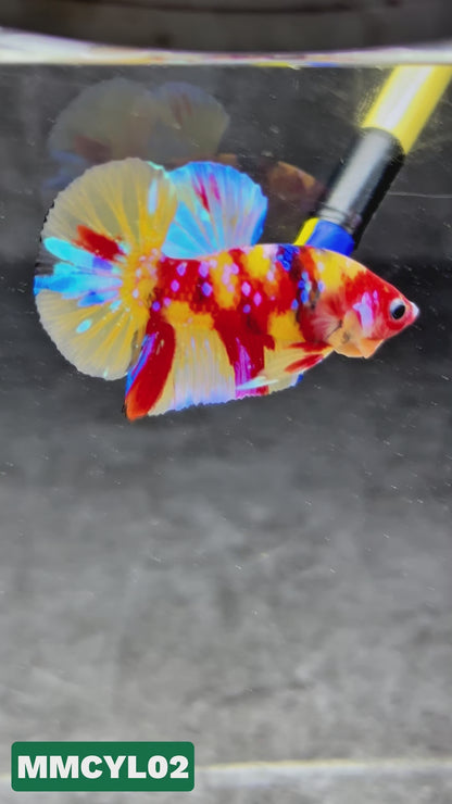 Multicolor Yellow Base Plakat Male Betta Fish | Order Directly From Farm|  You Pick Fish