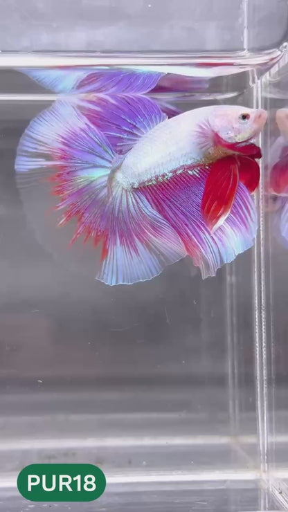 Purple Halfmoon Male Betta Fish | You Pick Fish | Order Directly From Farm
