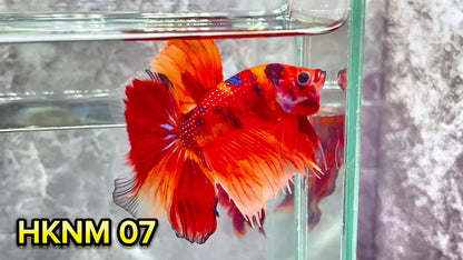 Nemo Halfmoon Male Betta Fish | Order Directly From Farm | You Pick Fish