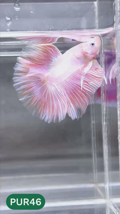 Purple Halfmoon Male Betta Fish | You Pick Fish | Order Directly From Farm