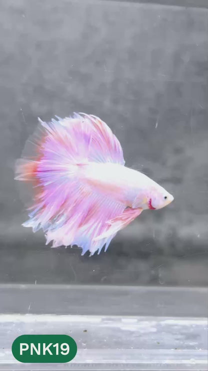 Pink Halfmoon Male Betta Fish | You Pick Fish | Order Directly From Farm