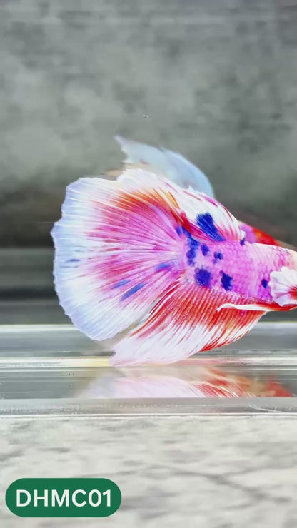 Multicolor Halfmoon Male Betta Fish | High Grade | Order Directly From Farm |  You Pick Fish |