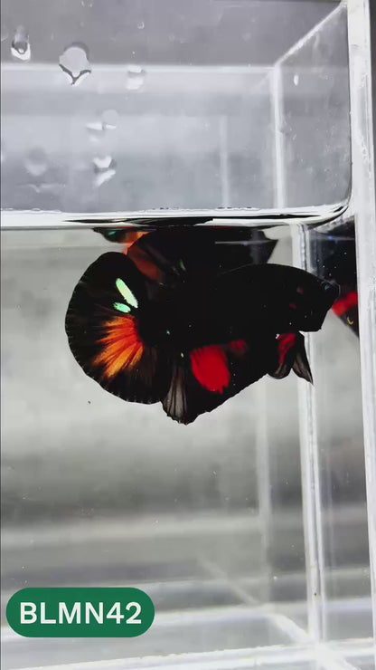 Dark Flame Hellfire Plakat Male Betta Fish | You Pick Fish | Rare Betta