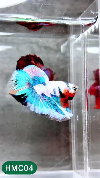 Multicolor Halfmoon Male Betta Fish | High Grade | Order Directly From Farm |  You Pick Fish |
