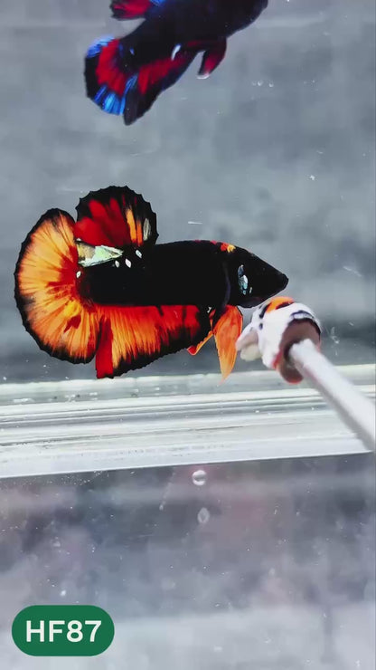 Dark Flame Hellfire Plakat Male Betta Fish | You Pick Fish | Exotic Betta