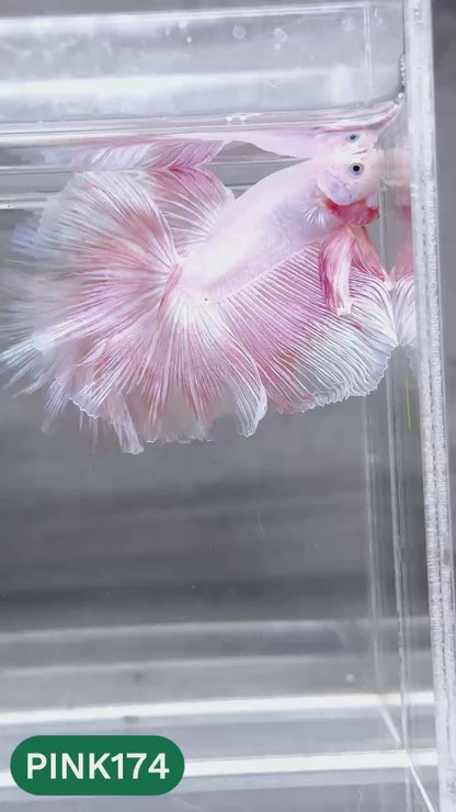 Pink Halfmoon Male Betta Fish | You Pick Fish | Order Directly From Farm